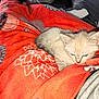 animal, blanket, cat, comfort, cozy, cute, domestic, fur, furry, indoor, kitten, pattern, pet, red, relaxing, resting, sleepy, small, soft, young