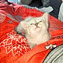 animal, blanket, cat, comfort, cozy, cute, fur, fuzzy, indoor, kitten, nap, pattern, pet, red, resting, sleepy, small, soft, whiskers, young