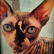 Sable is registered to the contest to win money with this photo: animal, blue_eyes, cat, close_up, curious, domestic_cat, ears, expression, face, feline, hairless, indoor, looking, pet, portrait, skin_folds, sphynx_cat, texture, window_screen, wrinkled_skin