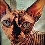 animal, blue_eyes, cat, close_up, curious, domestic_cat, ears, expression, face, feline, hairless, indoor, looking, pet, portrait, skin_folds, sphynx_cat, texture, window_screen, wrinkled_skin