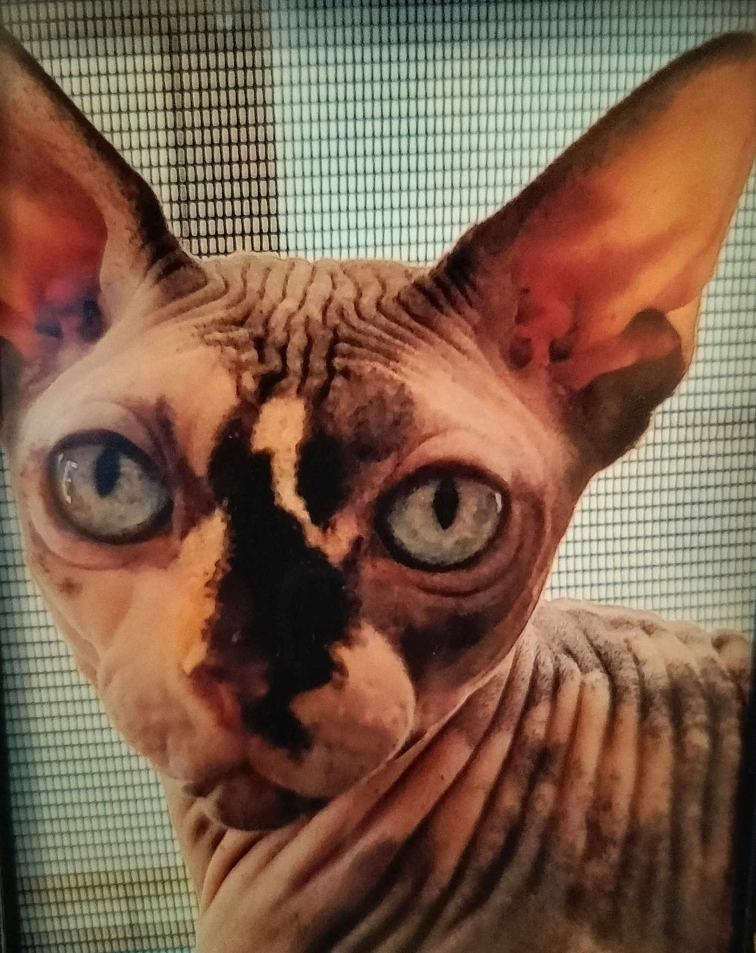 Sable is registered to the contest to win money with this photo: animal, blue_eyes, cat, close_up, curious, domestic_cat, ears, expression, face, feline, hairless, indoor, looking, pet, portrait, skin_folds, sphynx_cat, texture, window_screen, wrinkled_skin