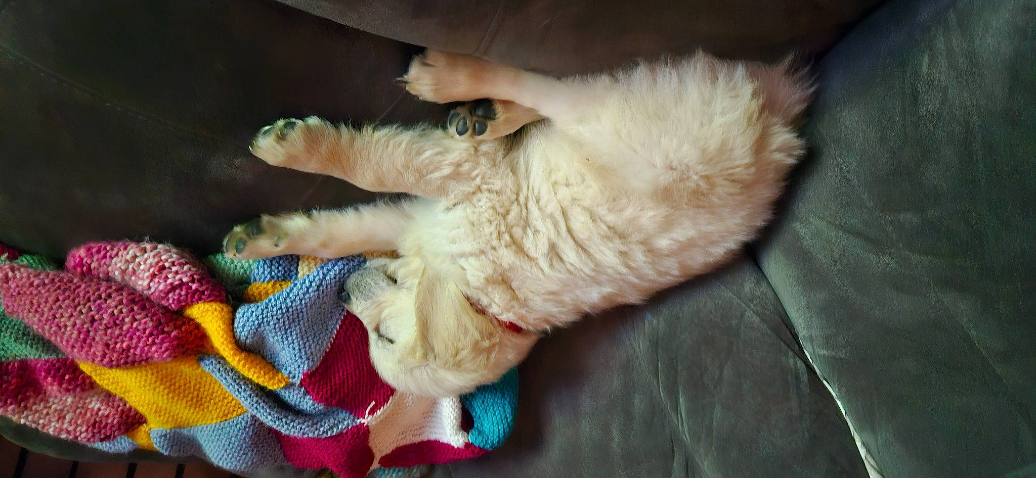 Ugo participe au concours pour gagner de l'argent avec cette photo : carnivore, cat, claw, comfort, companion_dog, dog_breed, fawn, felidae, fur, linens, nap, paw, small_to_medium_sized_cats, stuffed_toy, tail, thread, whiskers, wool, woolen, woven_fabric