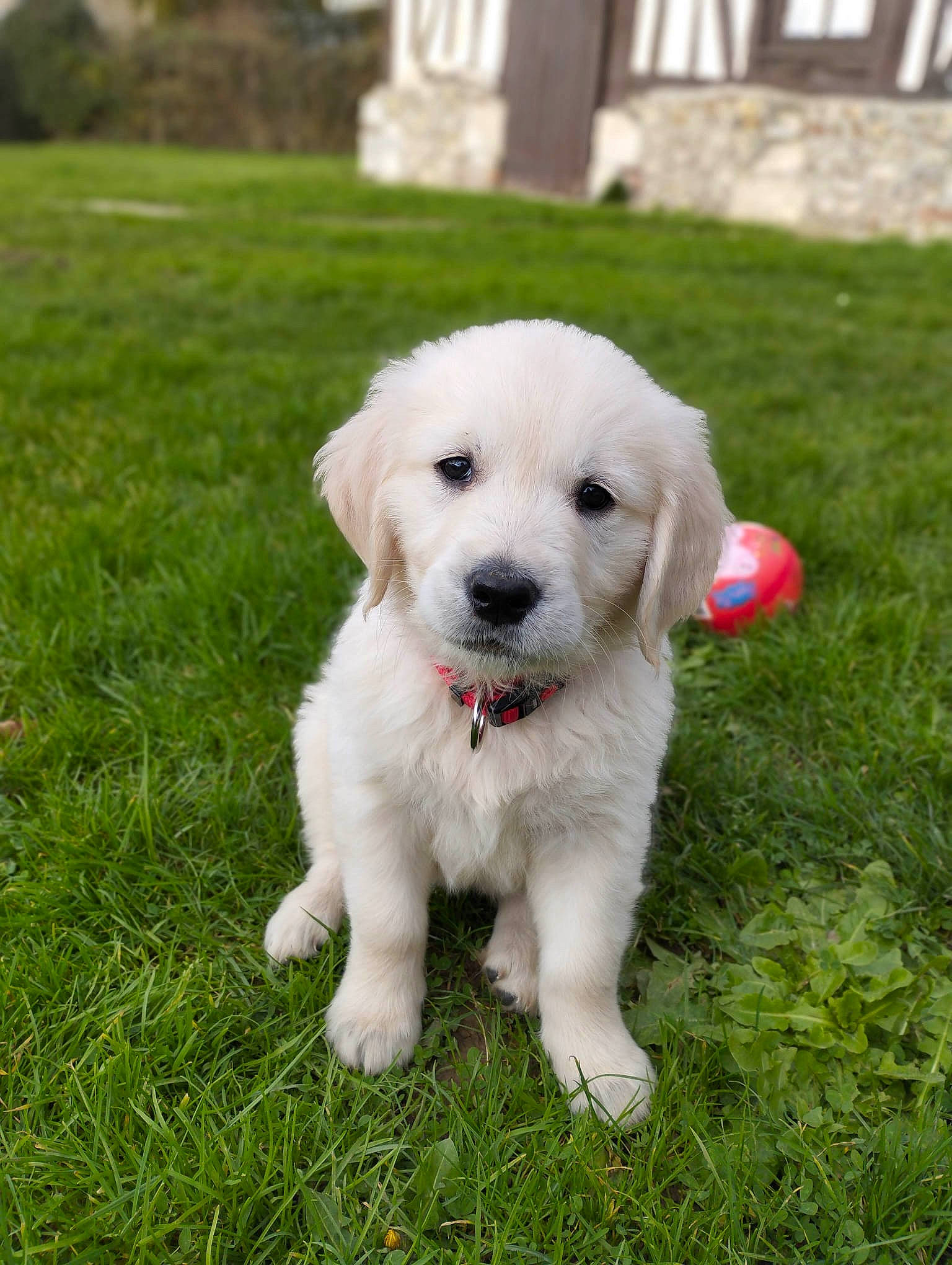 Ugo participe au concours pour gagner de l'argent avec cette photo : canidae, carnivore, companion_dog, dog, dog_breed, grass, livestock_guardian_dog, non_sporting_group, plant, snout, sporting_group, toy_dog, working_animal