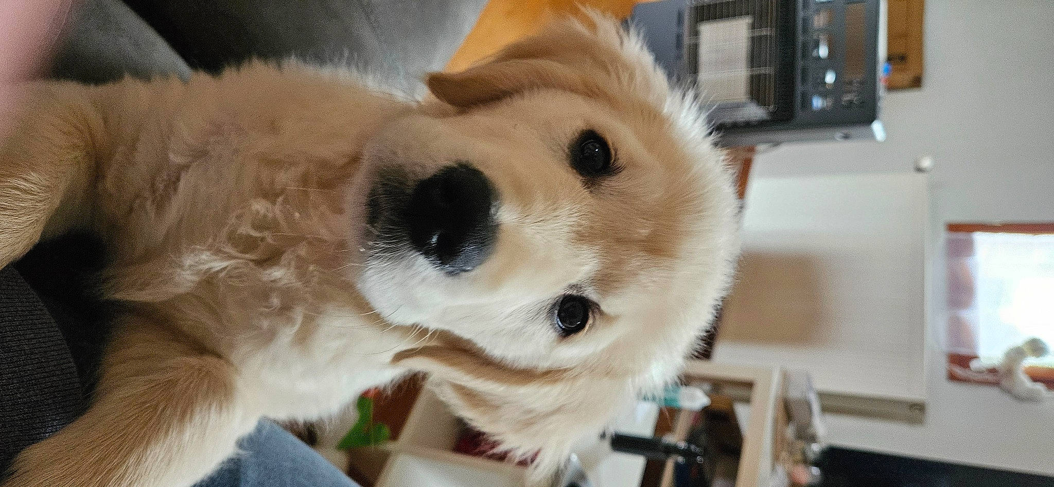 Ugo participe au concours pour gagner de l'argent avec cette photo : camera, canidae, carnivore, collar, companion_dog, dog, dog_breed, dog_collar, fawn, fur, golden_retriever, home_appliance, kitchen_appliance, natural_material, pet_supply, plant, snout, sporting_group, whiskers, working_animal