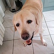 Buddy participe au concours pour gagner de l'argent avec cette photo : dog, labrador, yellow_labrador, pet, animal, kitchen, tile_floor, cabinet, trash_bin, towel, happy, smiling, indoor, floor, canine, looking_up, domestic, mammal, fur, friendly