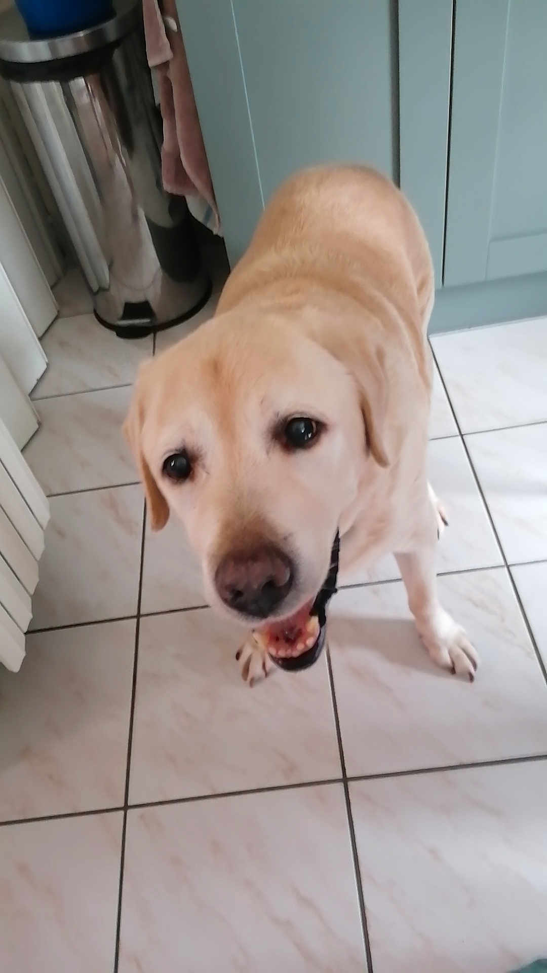 Buddy