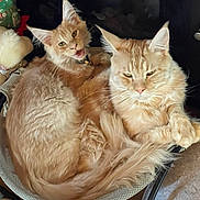 Malachi Valadimire is registered to the contest to win money with this photo: animal_portrait, basket, cat, companion, cozy, curled_up, cute, domestic_animal, ears, feline, fluffy, fur, indoor, maine_coon, orange_cat, pets, resting, tail, two_animals, whiskers