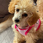 Ruby is registered to the contest to win money with this photo: dog, puppy, poodle, curly_fur, pink_harness, pet, cute, animal, indoor, quilted_surface, apricot_color, small_dog, fur_texture, looking_up, adorable, companion, domestic_animal, fluffy, sitting, portrait