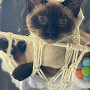 Saphire joined the competition — help win amazing prizes! cat, siamese_cat, pet, animal, hammock, blanket, pom_poms, cozy, indoor, close_up, whiskers, ears, face, fur, curious, cute, resting, soft, feline, relaxation