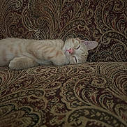 Neville joined the competition — help win amazing prizes! animal, cat, closeup, couch, cozy, cute, domestic_animal, fabric, feline, fur, indoor, orange_tabby, paisley_pattern, pet, pink_nose, relaxed, resting, sleeping, soft_lighting, whiskers
