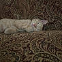 animal, cat, closeup, couch, cozy, cute, domestic_animal, fabric, feline, fur, indoor, orange_tabby, paisley_pattern, pet, pink_nose, relaxed, resting, sleeping, soft_lighting, whiskers