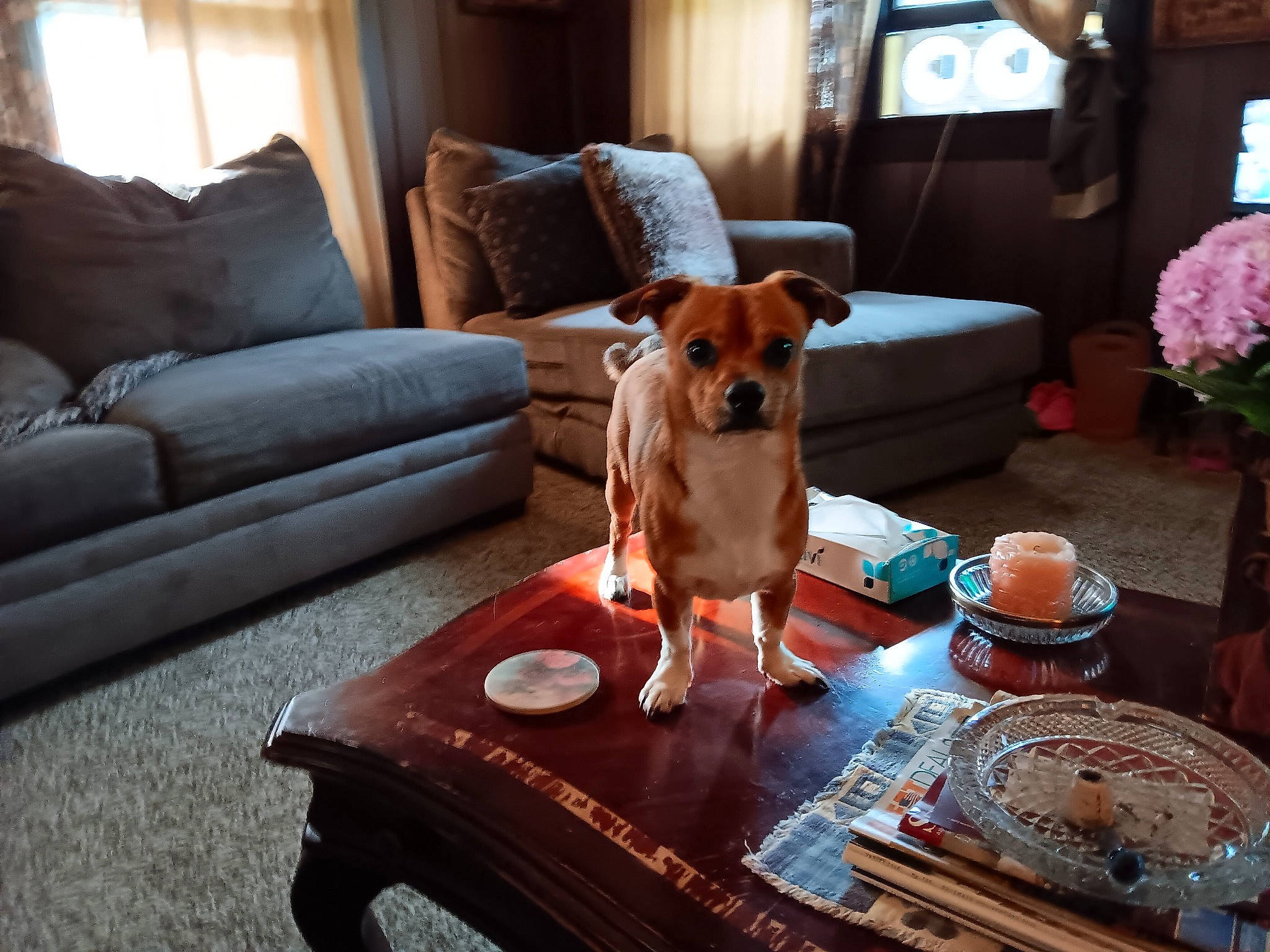 Tank is registered to the contest to win money with this photo: building, carnivore, chair, comfort, companion_dog, couch, dog, dog_breed, dog_supply, fawn, floor, flooring, furniture, hardwood, interior_design, living_room, studio_couch, table, tableware, wood