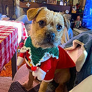 Georges participe au concours pour gagner de l'argent avec cette photo : dog, puppy, holiday_outfit, red_clothing, green_scarf, chair, indoor, living_room, decorations, table, blanket, tv_screen, plush_toy, furniture, pet, cute, small_dog, cozy, festive, costume