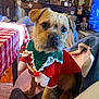 dog, puppy, holiday_outfit, red_clothing, green_scarf, chair, indoor, living_room, decorations, table, blanket, tv_screen, plush_toy, furniture, pet, cute, small_dog, cozy, festive, costume