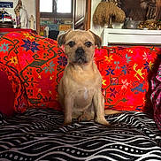 Georges a rejoint le concours — aidez-le/la à gagner de superbes lots ! dog, couch, blanket, colorful, patterned, indoor, portrait, decor, statues, painting, lion, window, furniture, pet, seated, animal, zebra_pattern, home, cozy, art