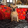 dog, couch, blanket, colorful, patterned, indoor, portrait, decor, statues, painting, lion, window, furniture, pet, seated, animal, zebra_pattern, home, cozy, art