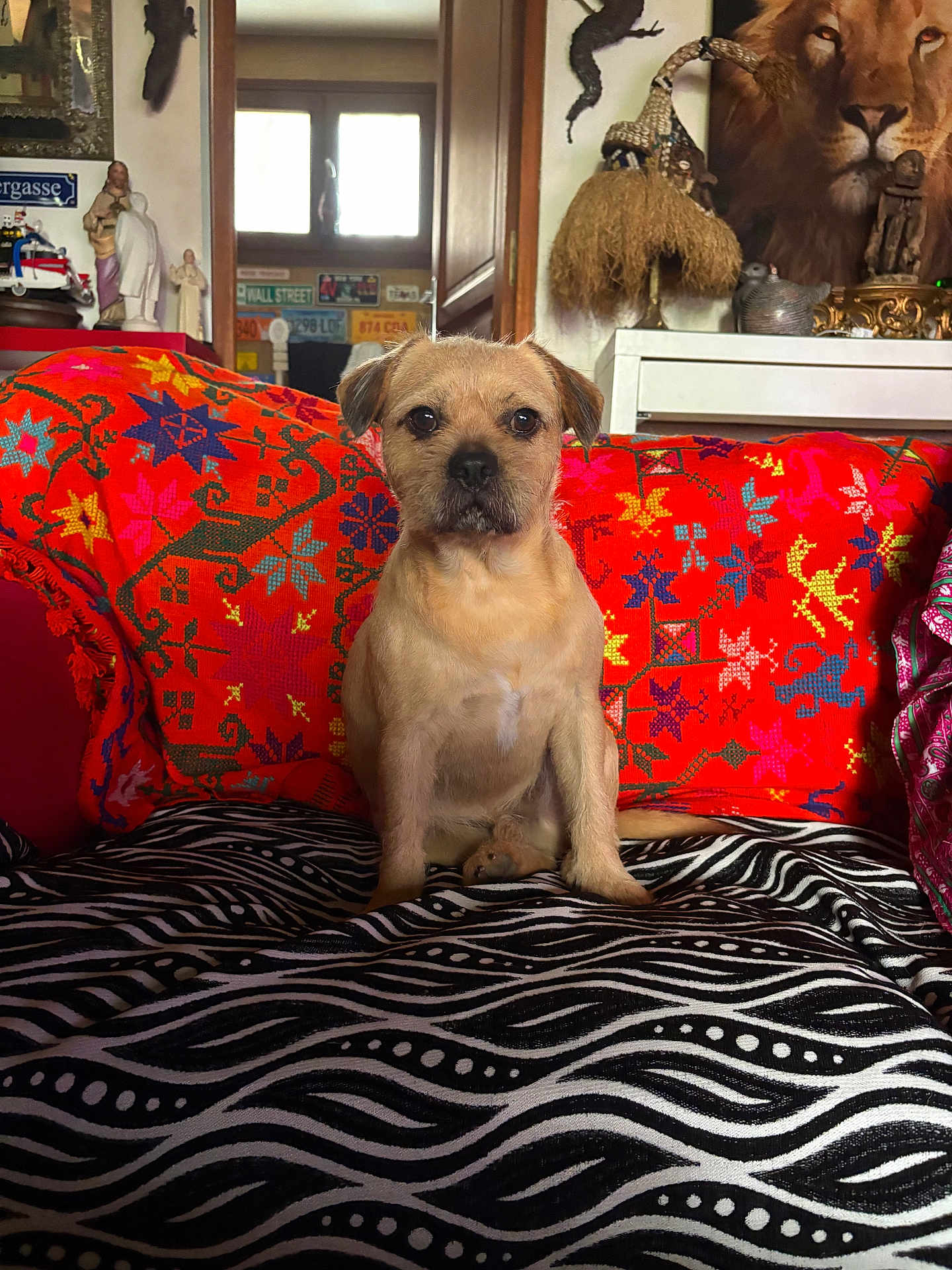 Georges a rejoint le concours — aidez-le/la à gagner de superbes lots ! dog, couch, blanket, colorful, patterned, indoor, portrait, decor, statues, painting, lion, window, furniture, pet, seated, animal, zebra_pattern, home, cozy, art