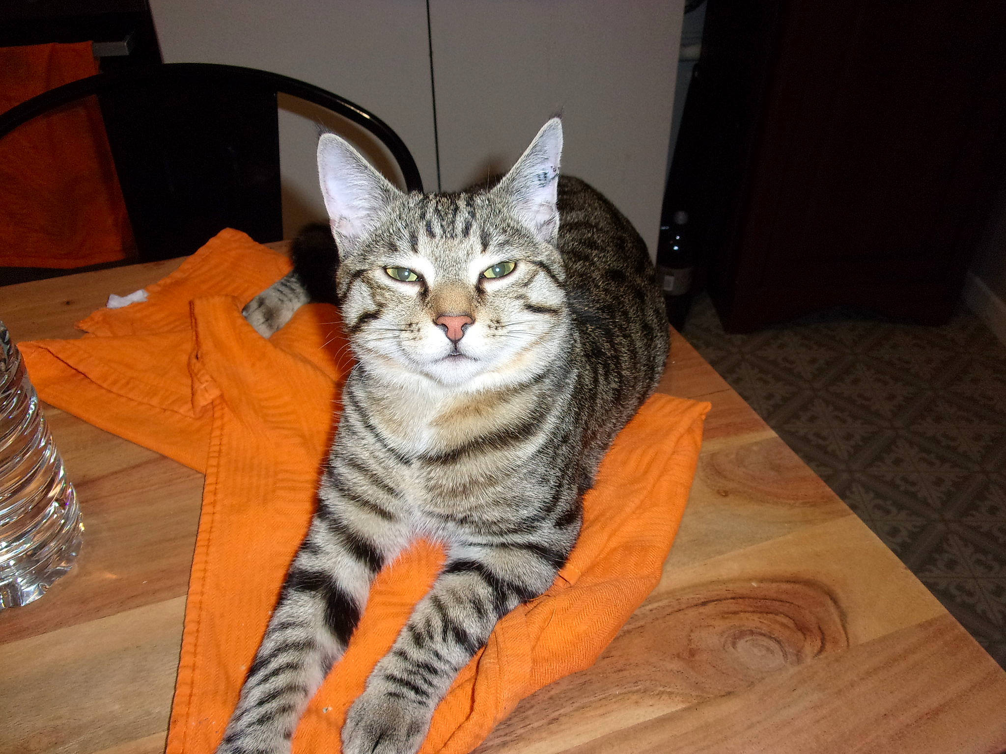 Peticha a rejoint le concours — aidez-le/la à gagner de superbes lots ! american_shorthair, american_wirehair, asian, australian_mist, california_spangled, carnivore, cat, domestic_short_haired_cat, dragon_li, egyptian_mau, european_shorthair, felidae, kitten, mammal, small_to_medium_sized_cats, sokoke, tabby_cat, tail, toyger, whiskers