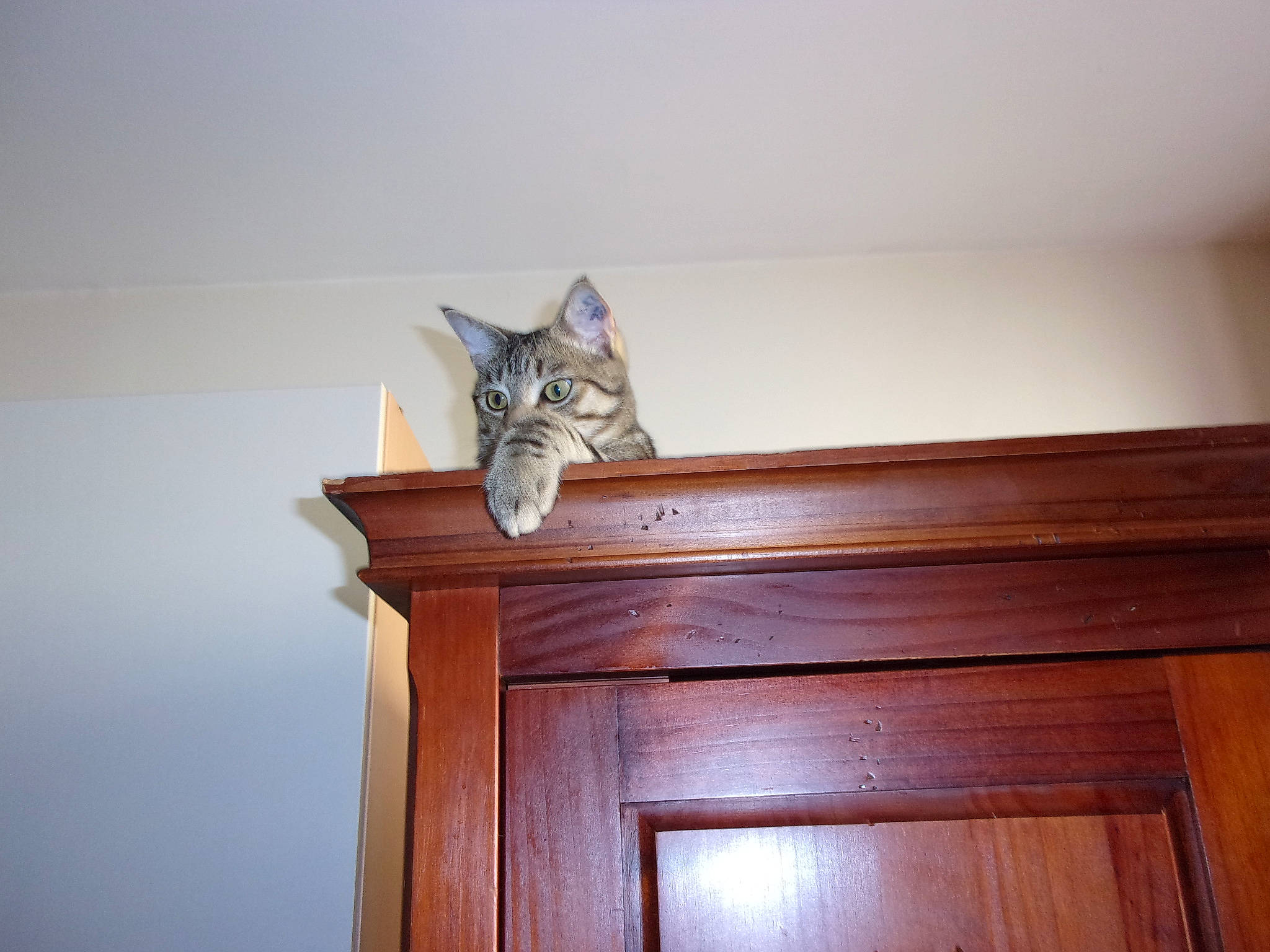 Peticha participe au concours pour gagner de l'argent avec cette photo : carnivore, cat, felidae, furniture, hardwood, home, house, kitten, room, small_to_medium_sized_cats, table, whiskers, wood, wood_stain