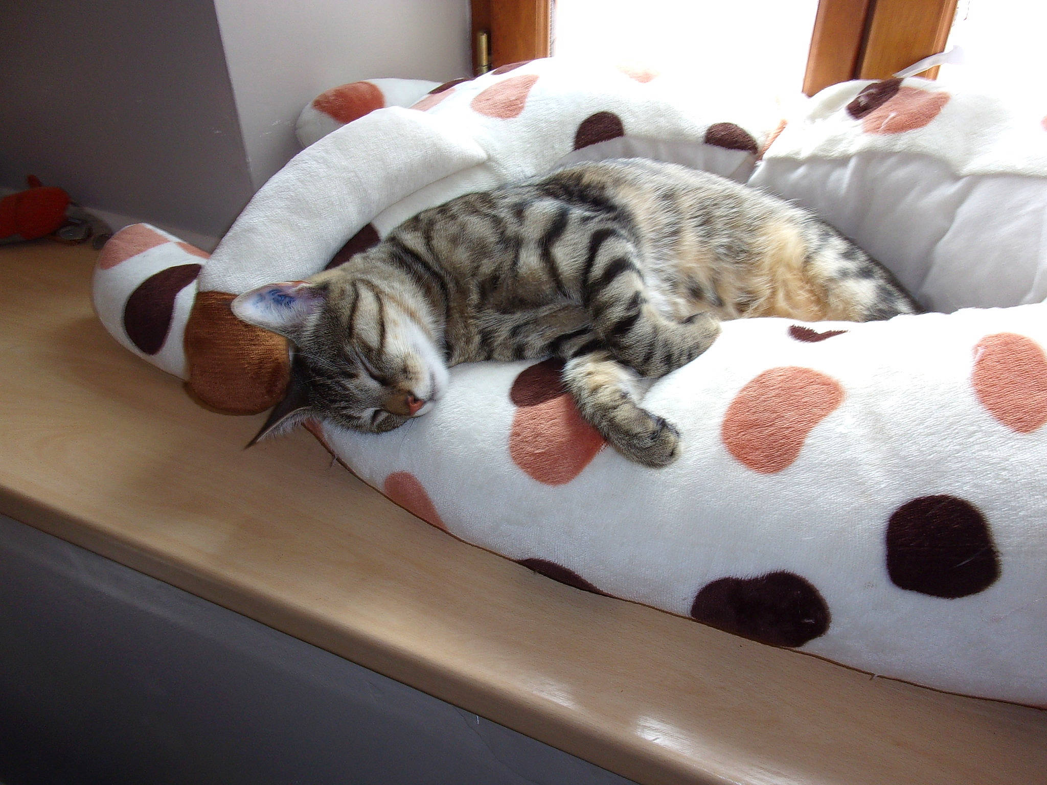 Peticha participe au concours pour gagner de l'argent avec cette photo : american_shorthair, bengal, carnivore, cat, comfort, european_shorthair, felidae, fur, kitten, nap, paw, sleep, small_to_medium_sized_cats, tabby_cat, whiskers