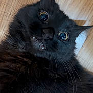 Cleo joined the competition — help win amazing prizes! animal, black_cat, cat, close_up, curious, cute, domestic_animal, expression, eyes, face, feline, floor, fur, indoor, lying_down, pet, portrait, teeth, whiskers, wooden_floor