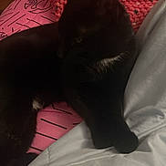 Luna joined the competition — help win amazing prizes! cat, black_cat, blanket, crochet, pink, white, indoor, furniture, relaxed, pet, animal, soft_texture, fabric, cozy, resting, dark, low_light, home, comfort, cute
