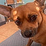 dog, brown_dog, close_up, pet, ears, eyes, indoor, floor, sitting, furniture, shelf, decor, whiskers, curious, animal, canine, light, shadow, tile_floor, home