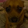 Peewee joined the competition — help win amazing prizes! dog, pet, brown, close_up, indoor, blanket, animal, cute, small_dog, fur, lying_down, face, eyes, nose, paws, cozy, bedroom, soft, warm, blur