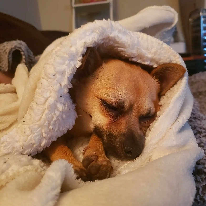 Pixie is registered to the contest to win money with this photo: animal, blanket, canine, dog, hound, indoors, interiordesign, pet, puppy