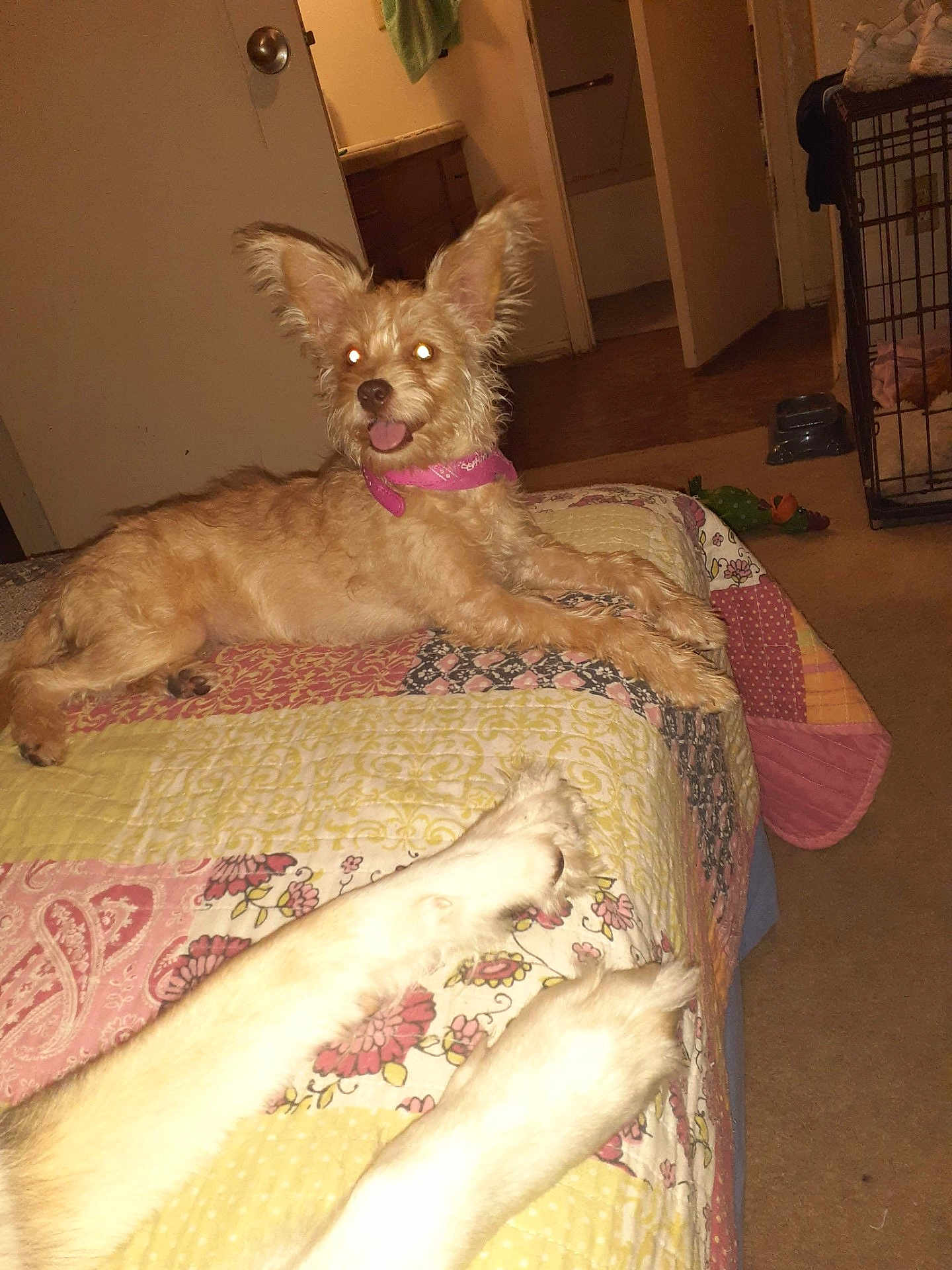 Sofie