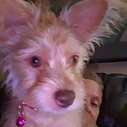 Sofie is registered to the contest to win money with this photo: dog, pet, close_up, collar, pink_bell, furry, ears, face, person, indoor, dim_lighting, blurry, cute, animal, companion, looking, snout, fur, canine, portrait