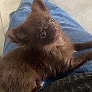 Perle a rejoint le concours — aidez-le/la à gagner de superbes lots ! big_eyes, brown_fur, close_up, cozy, cute, dog, ears, fluffy, human_leg, indoor, jeans, lap, nose, pet, pomeranian, puppy, sitting, small_dog, tiled_floor, whiskers