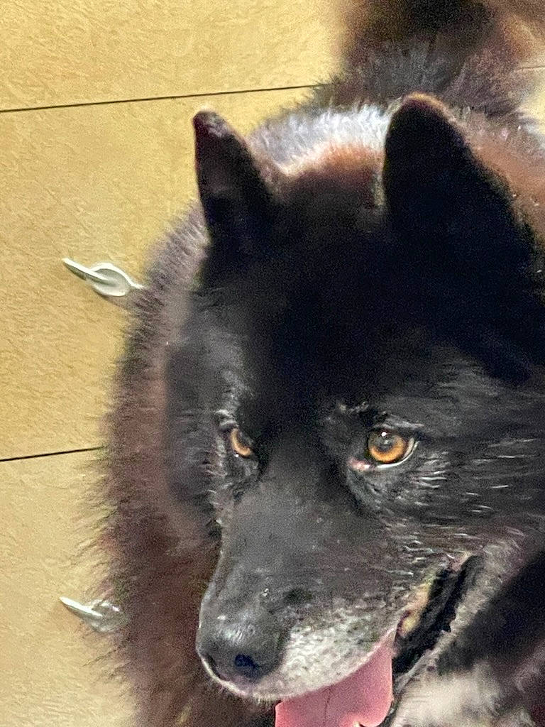 Kuroi is registered to the contest to win money with this photo: ancient_dog_breeds, canidae, canis, carnivore, companion_dog, dog, dog_breed, fur, german_spitz_mittel, herding_dog, mudi, non_sporting_group, road_surface, snout, sporting_group, terrestrial_animal, whiskers, working_animal, working_dog