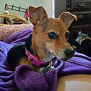 Abbie Ann joined the competition — help win amazing prizes! animal, ball, bed, bedroom, blanket, cabinet, canine, chihuahua, dog, furniture, homedecor, hound, indoors, interiordesign, pet, puppy, purple, quilt, room, sport