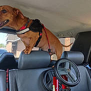 Peecy joined the competition — help win amazing prizes! accessories, animal, belt, canine, car, car_exterior, car_interior, carmirror, carseat, cushion, dog, headrest, homedecor, hound, machine, pet, puppy, transportation, vehicle, wheel