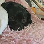 Little Toddie is registered to the contest to win money with this photo: animal, bed, bedroom, blanket, boxer, bulldog, canine, couch, cushion, dog, furniture, homedecor, hound, indoors, labradorretriever, person, pet, puppy, room, sleeping