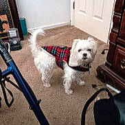 Riley Roo is registered to the contest to win money with this photo: accessories, animal, cabinet, canine, chair, clothing, dog, door, drawer, e_scooter, formalwear, furniture, pet, photography, puppy, strap, tie, transportation, vehicle, whitedog