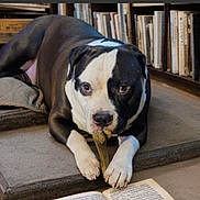 Jack is registered to the contest to win money with this photo: animal, black_and_white, bone, book, bookshelf, chewing, close_up, dog, domestic_animal, ears, expression, floor, fur, indoor, laying_down, looking_at_camera, mat, nose, paw, pet