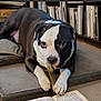 animal, black_and_white, bone, book, bookshelf, chewing, close_up, dog, domestic_animal, ears, expression, floor, fur, indoor, laying_down, looking_at_camera, mat, nose, paw, pet