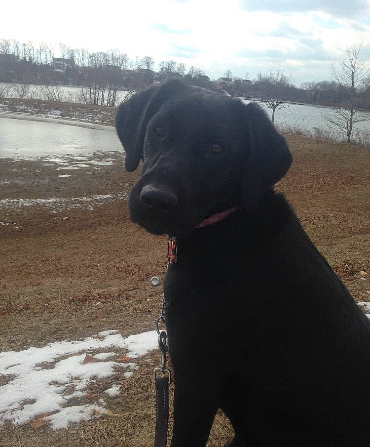 Lucia is registered to the contest to win money with this photo: borador, canidae, carnivore, dog, dog_breed, guard_dog, hunting_dog, labrador_retriever, mammal, patterdale_terrier, retriever, sky, snout, sporting_group, vertebrate