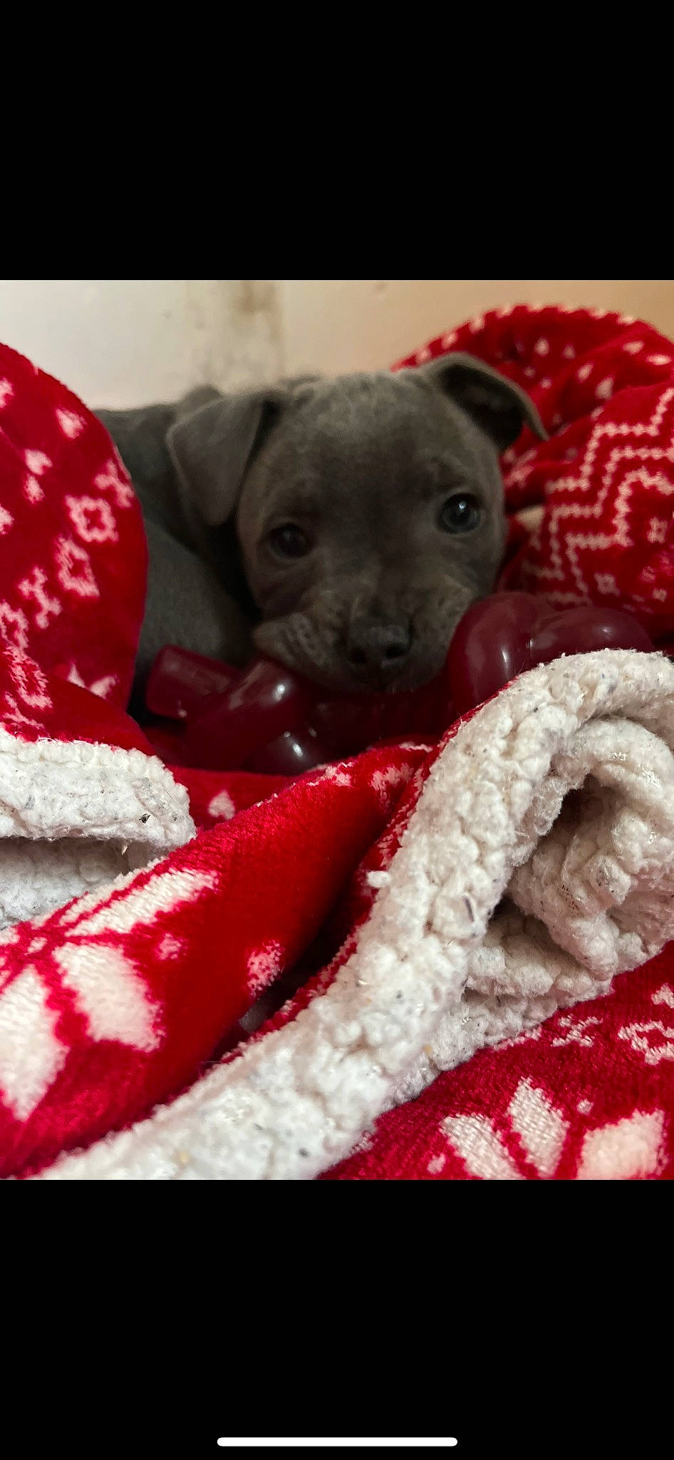 Sparrow participe au concours pour gagner de l'argent avec cette photo : canidae, carmine, carnivore, close_up, comfort, companion_dog, dog, dog_breed, fawn, fur, grey, linens, pattern, paw, pet_supply, snout, sporting_group, toy_dog, whiskers, working_animal