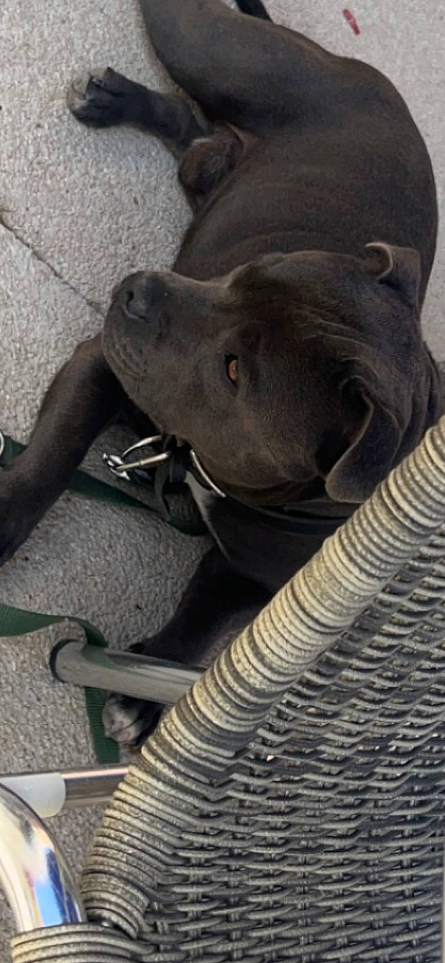 Sparrow participe au concours pour gagner de l'argent avec cette photo : automotive_tire, canidae, carnivore, collar, comfort, companion_dog, dog, dog_breed, dog_collar, elephant, fawn, fender, foot, grey, human_leg, sitting, snout, sporting_group, terrestrial_animal, working_animal