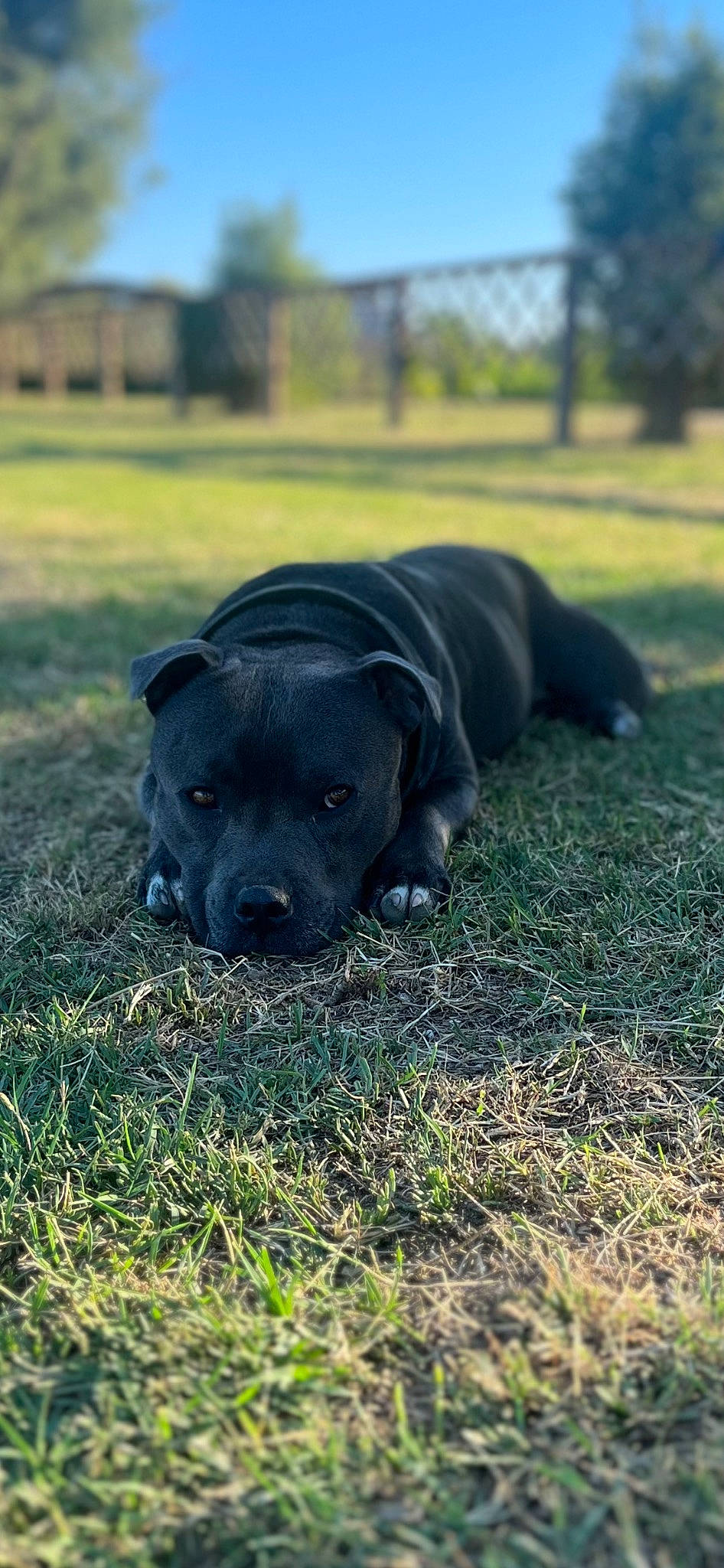 Sparrow participe au concours pour gagner de l'argent avec cette photo : borador, canidae, carnivore, companion_dog, dog, dog_breed, fawn, grass, grassland, guard_dog, gun_dog, plant, sky, snout, sporting_group, tail, terrestrial_animal, tree, whiskers, working_animal