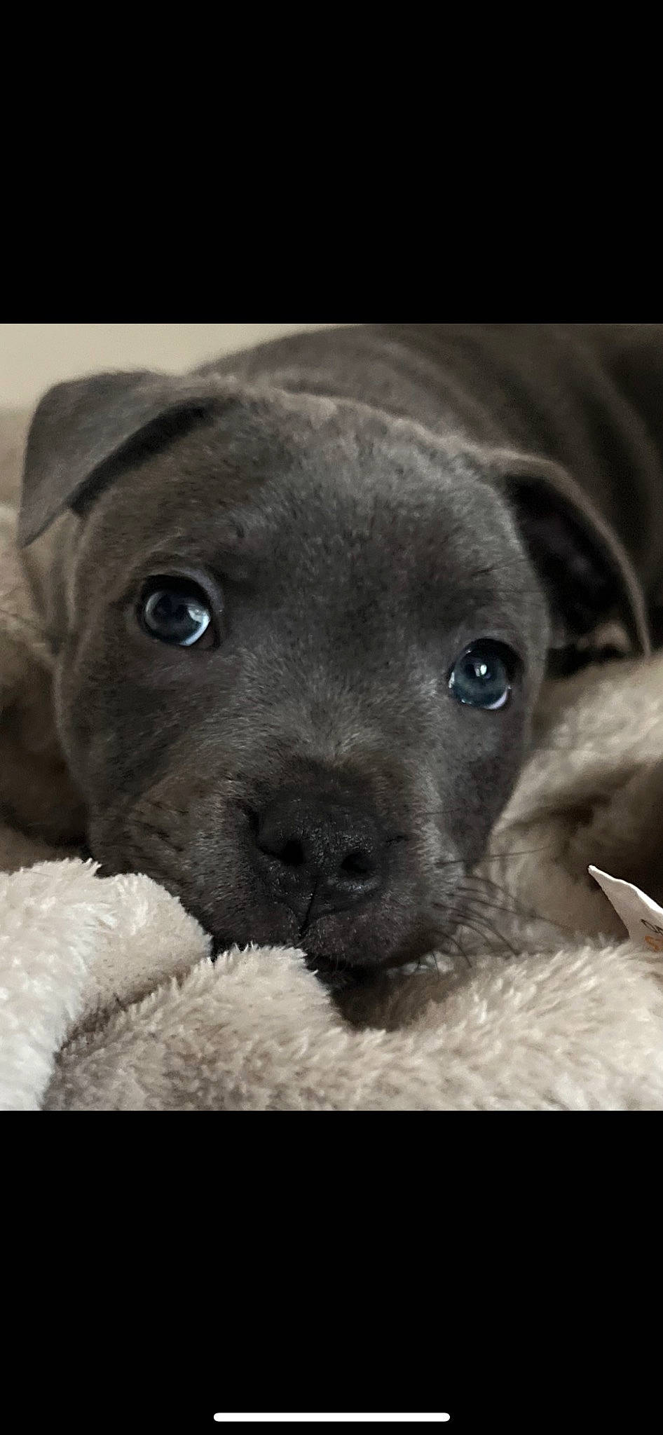 Sparrow a rejoint le concours — aidez-le/la à gagner de superbes lots ! borador, canidae, carnivore, close_up, comfort, companion_dog, dog, dog_breed, fawn, fur, liver, monochrome_photography, non_sporting_group, puppy, snout, sporting_group, terrestrial_animal, whiskers, working_animal