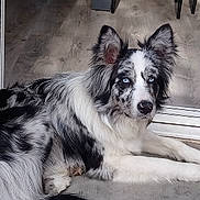 Olly a rejoint le concours — aidez-le/la à gagner de superbes lots ! australian_shepherd, border_collie, canidae, carnivore, dog, dog_breed, herding_dog, mammal, native_american_indian_dog, rare_breed_dog, snout, vertebrate, whiskers