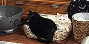 Gingy Luny Cloudy joined the competition — help win amazing prizes! cat, black_cat, white_cat, pet_bed, wooden_floor, dresser, basket, metal_bucket, rug, indoor, cozy, feline, two_cats, fur, animal, domestic, resting, looking, home, curled_up