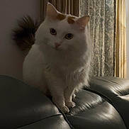 Gingy Luny Cloudy joined the competition — help win amazing prizes! cat, white_cat, orange_spots, fluffy, pet, indoor, leather_couch, curtains, window, furniture, animal, cute, domestic_cat, sitting, curious, soft_light, home, cozy, portrait, feline
