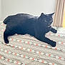 Gingy Luny Cloudy joined the competition — help win amazing prizes! black_cat, cat, animal, pet, indoor, feline, resting, blanket, patterned_blanket, couch, furniture, curtains, window_light, fur, whiskers, ears, eyes, relaxing, home, domestic