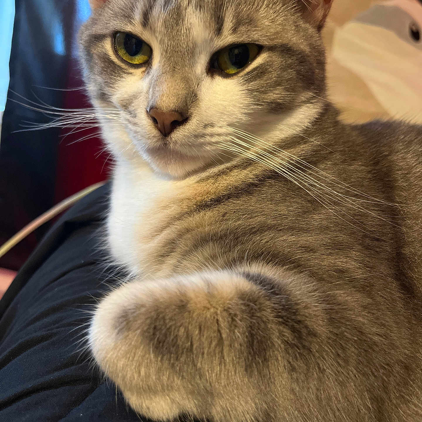Rue is registered to the contest to win money with this photo: abyssinian, animal, cat, kitten, manx, pet