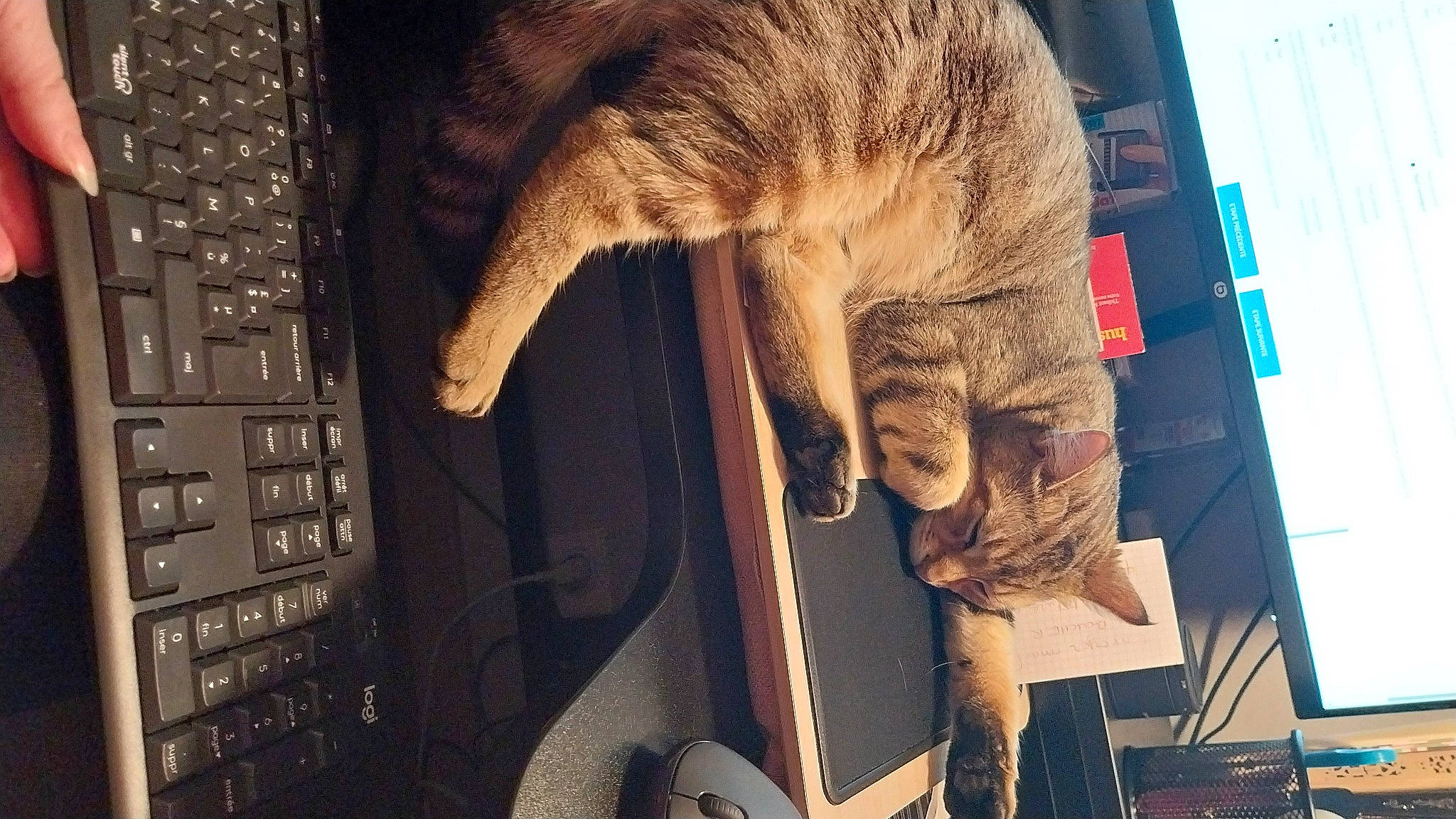 Ocho a rejoint le concours — aidez-le/la à gagner de superbes lots ! carnivore, cat, claw, computer_hardware, computer_keyboard, domestic_short_haired_cat, electronic_device, felidae, fur, human_leg, input_device, office_equipment, paw, peripheral, small_to_medium_sized_cats, snout, space_bar, tail, whiskers, wood